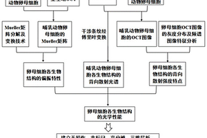 基于光學性質檢測的哺乳動物卵母細胞質量評價的方法