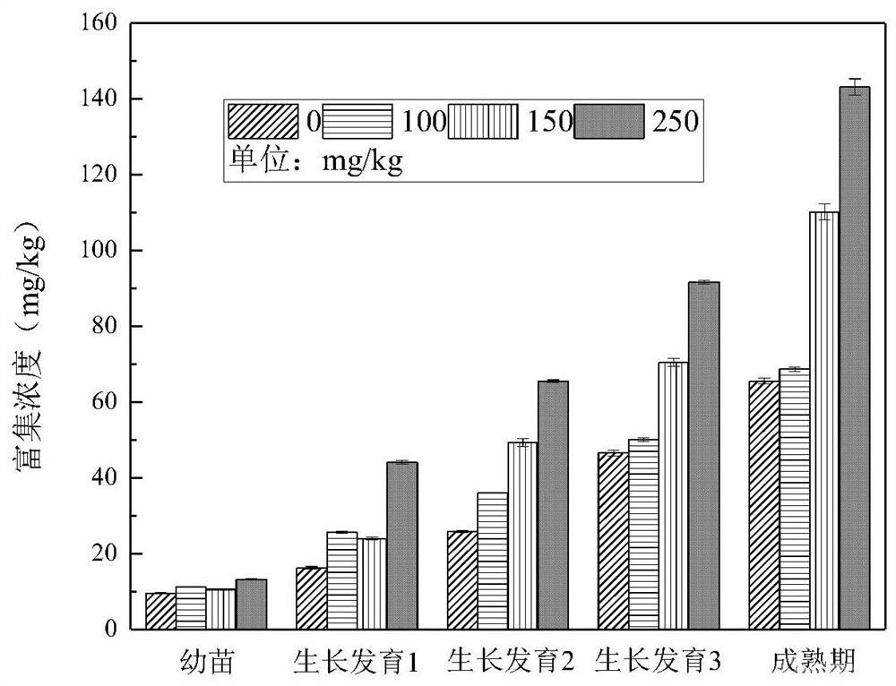 大葉落地生根種植方法和植物修復系統